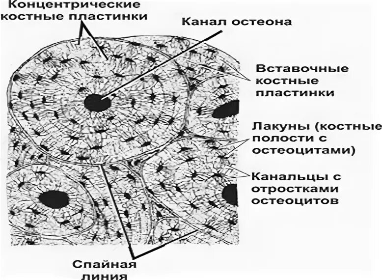 Структурная единица кости. Остеон структурно-функциональная единица. Что является структурно функциональной единицей костной ткани. Канальцы канальцы поперечных срез костные клетки.