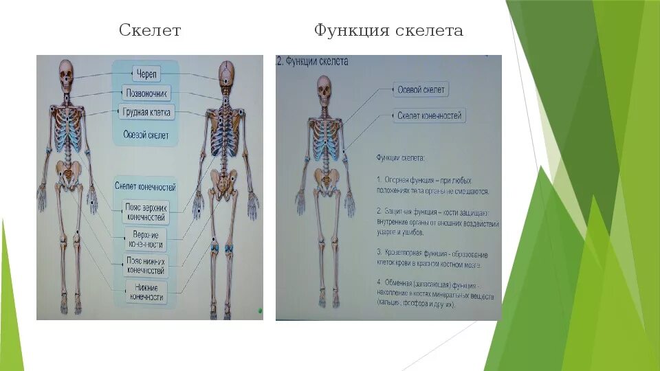 Двигательная функция скелета. Опорная функция скелета человека. Функции скелета опорная защитная. Функции скелета 2 класс.