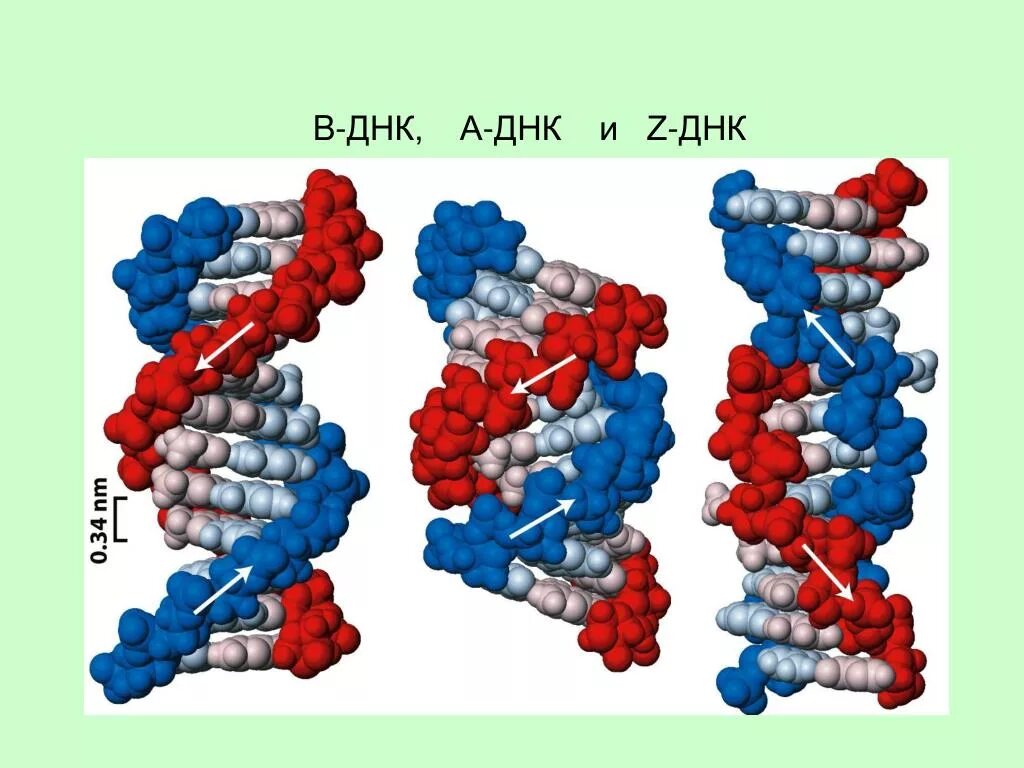 Формы ДНК. Z форма ДНК. B форма ДНК. B спираль ДНК.