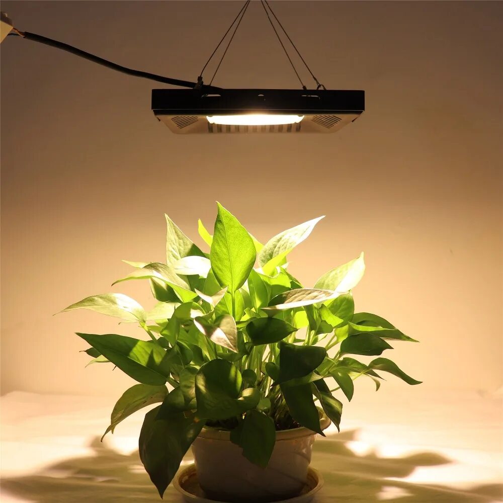 Освещение для растений. Fito 50w led спектр. Grow Light лампа. Фитолампы белый свет 50вт. Фитолампа полного спектра e27-150w (теплый белый +ИК).