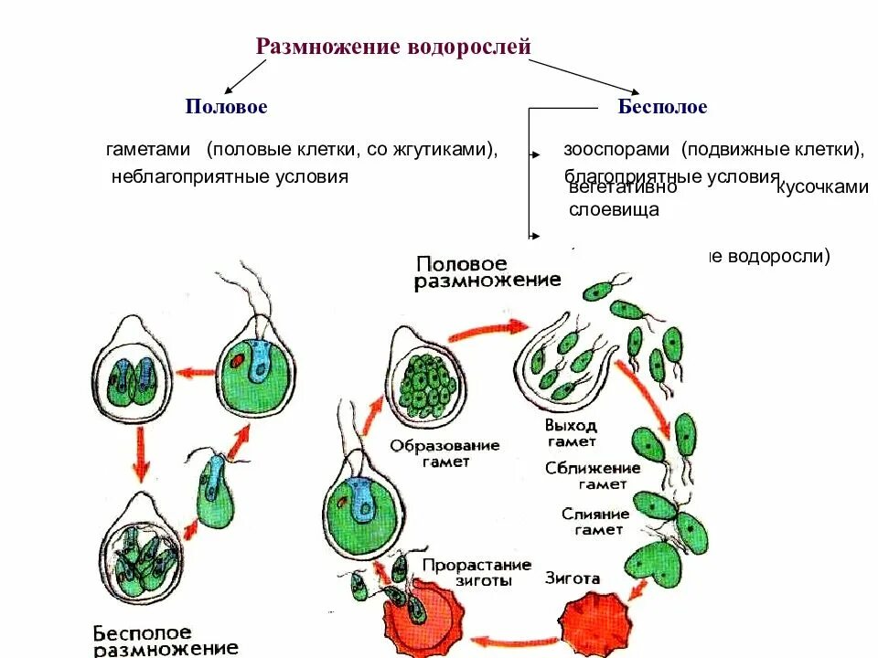 Клетки водорослей образованы. Половое и бесполое размножение растений схема. Бесполое размножение водорослей схема. Цикл размножения хламидомонады. Схема бесполого размножения растений.