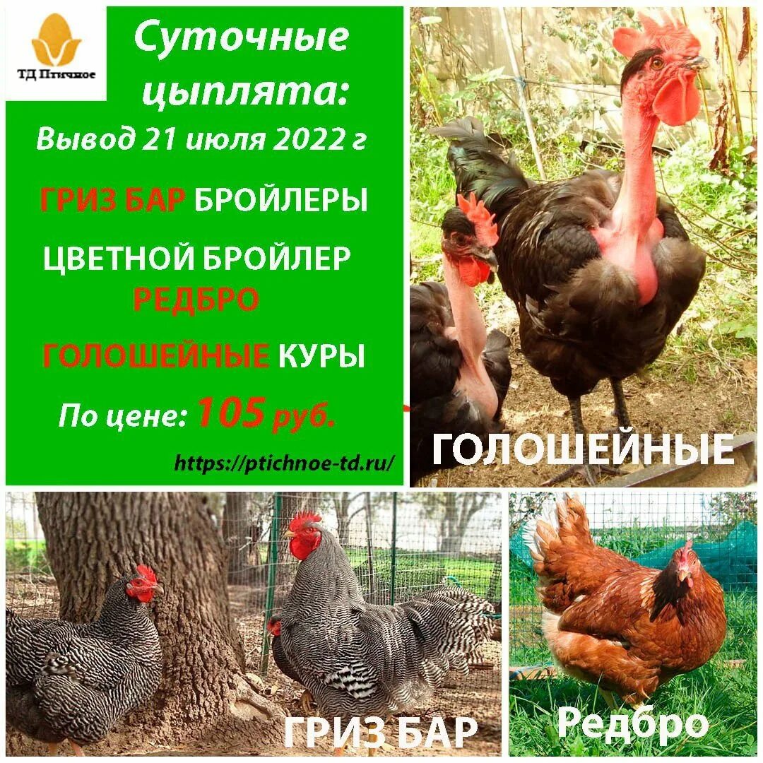 Голошейки и Гриз бары куры