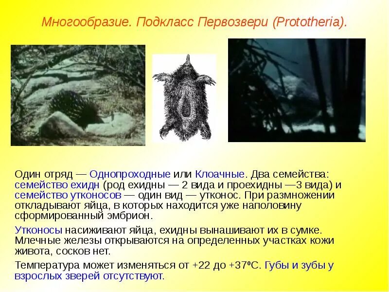 Подкласс низшие звери представители. Подкласс первозвери отряд однопроходные. подкласс яйцекладущие или первозвери. первозвери молочные железы. особенности строения первозверей.