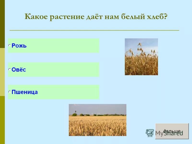 Растениеводство таблица 3 класс окружающий мир. Какое растение дает нам белый хлеб. растениеводство презентация. загадки про растениеводство. растениеводство культурные растения.