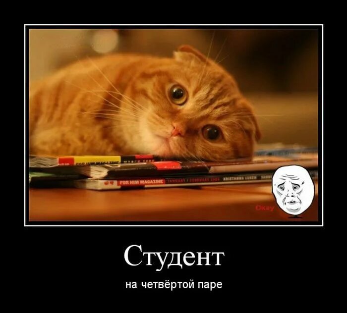Учеба подождет. Среди книг. Сессия картинки. Кот на уроке. Рыжий кот руководитель.