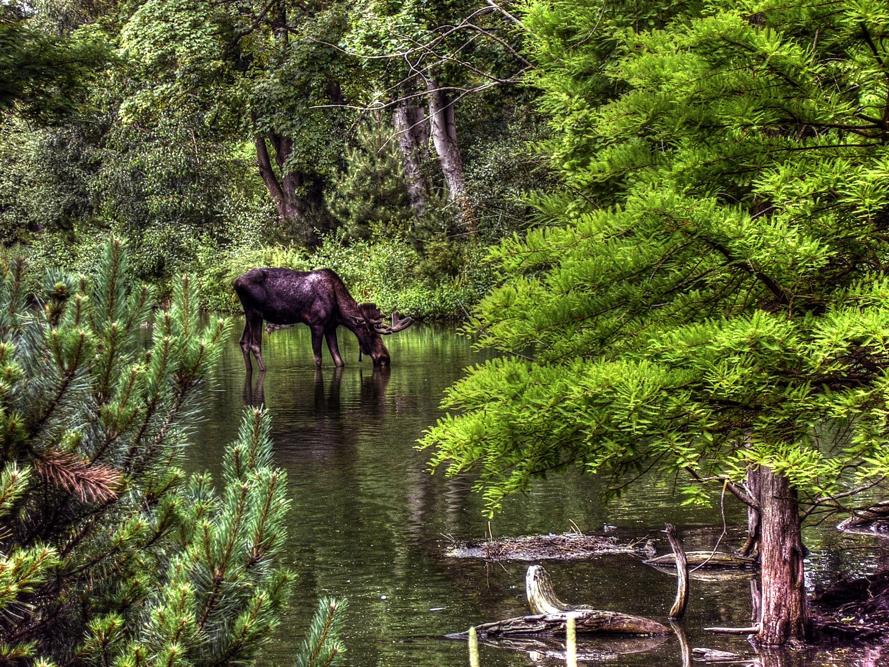 Wildlife ответы. Животные в лесу. Лес животные и растения. Красивая природа с животными. Хвойный лес животные.