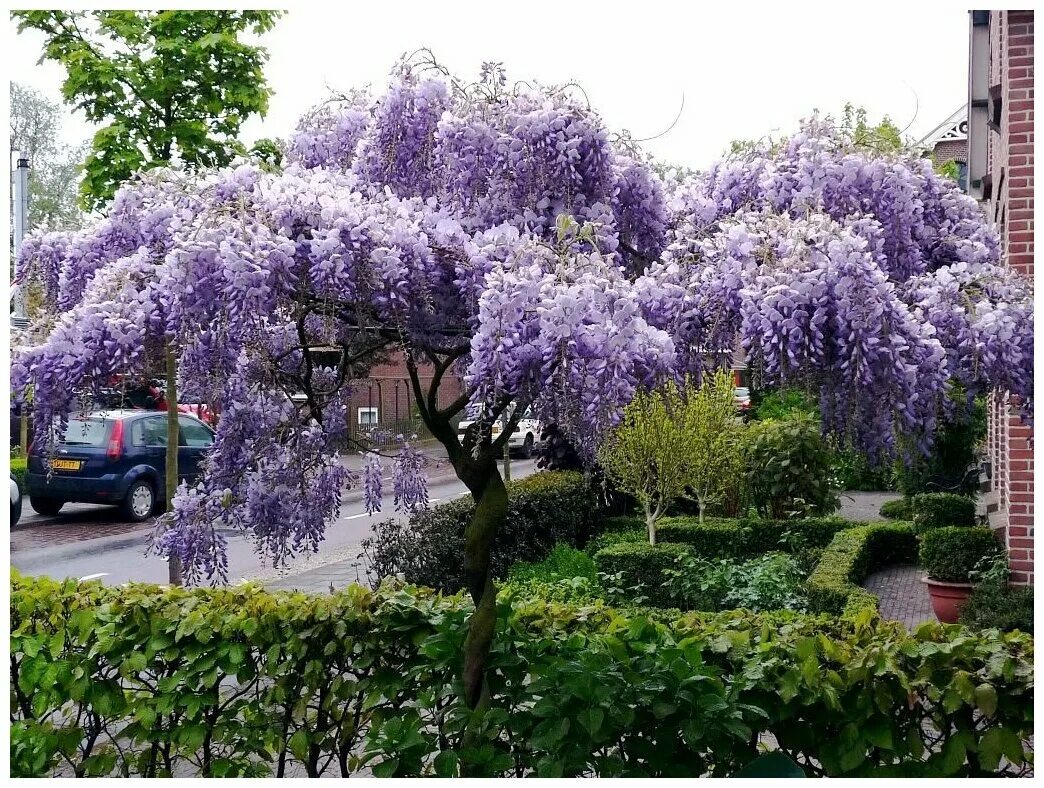 Lovely Wisteria Wisteria tree, Purple garden, Flower landscape