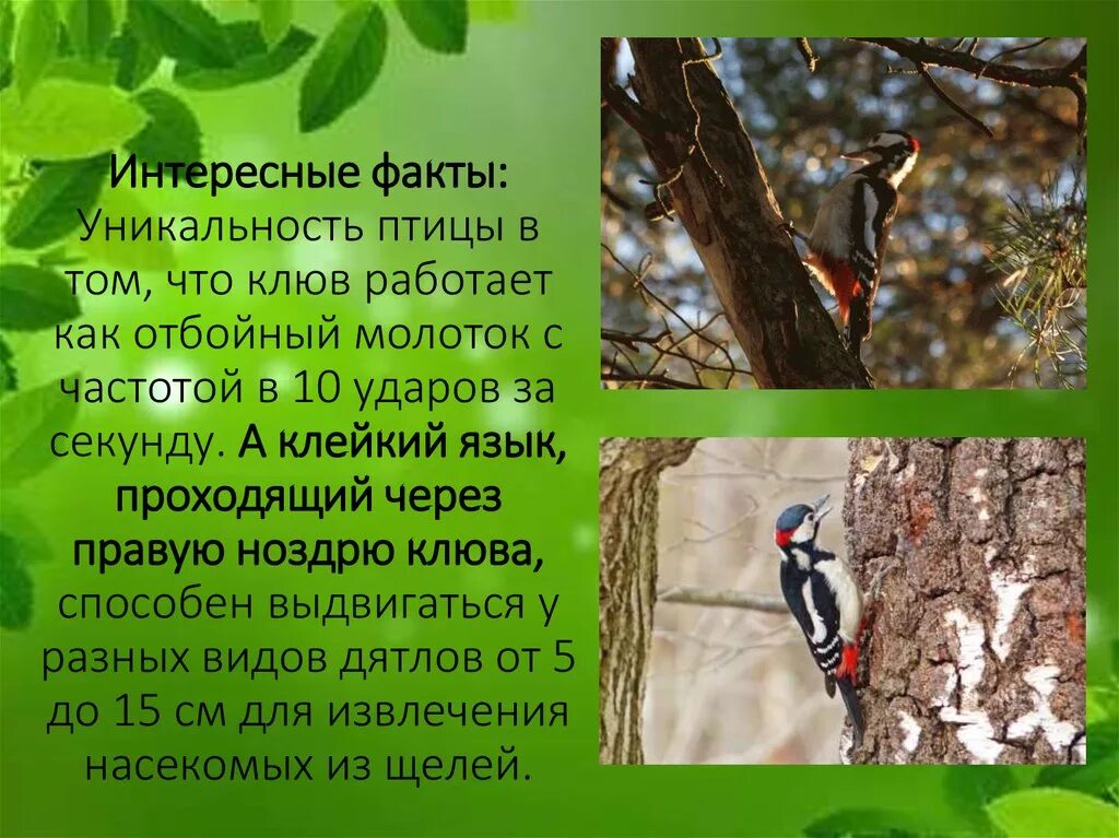 интересные факты о дятлах. птица дятел описание. факты о дятле. дятел интересные факты для детей. большой пёстрый дятел описание.
