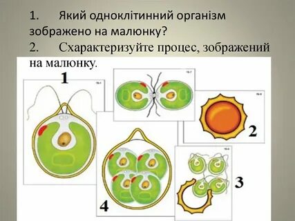 Модель аппликация