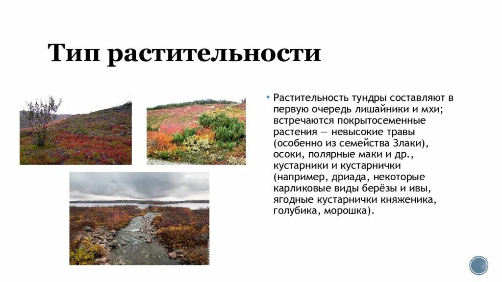 Ошибку для растительного покрова тундры характерно. Тип почвы тундрово-глеевые таблица. Тундровая глеевая почва растительность. Растительный Покров тундра глеевых почв. Типы почв Тундровая глеевая.