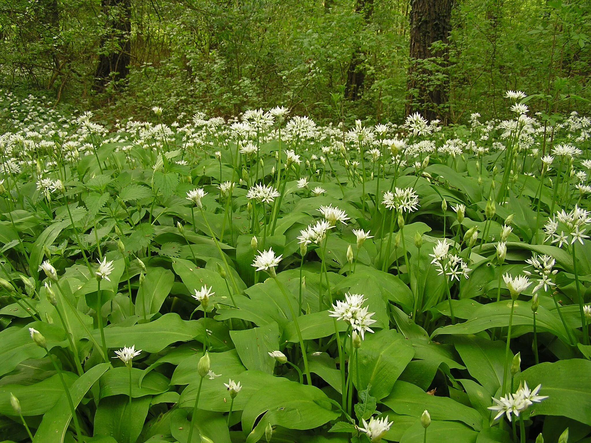 Как растет черемша. Черемша. черемша (медвежий лук). лук медвежий (allium ursinum). черемша, лук медвежий allium ursinum.