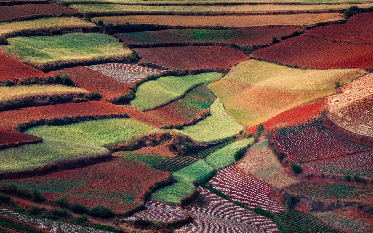 Field like