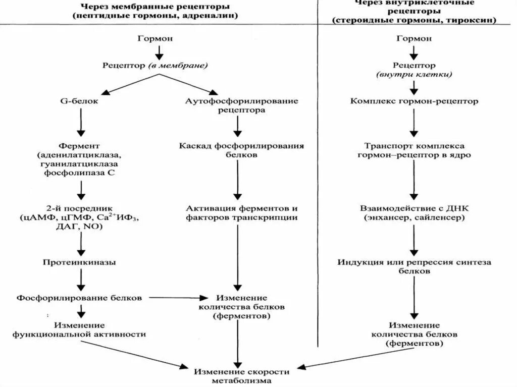 В ферменты входят гормоны. Гормональная регуляция обмена веществ таблица. Схема синтеза белково-пептидных гормонов. Общая схема гормональной регуляции метаболизма. Регуляция обмена веществ схема.