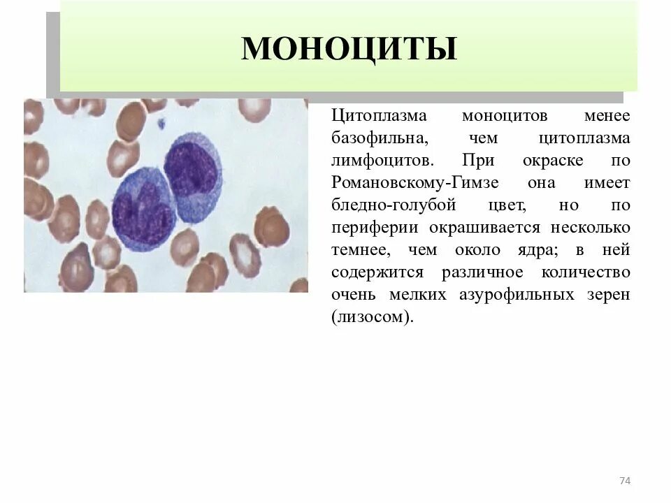 Почему повышенные моноциты в крови. Моноциты 1.14. Вакуолизация моноцитов. Моноциты 13.20. Моноциты строение.
