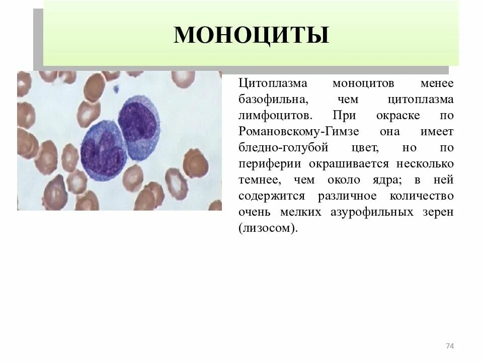 Почему повышаются моноциты. Моноциты 6. моноциты строение. цитоплазма базофильна. моноциты 0.