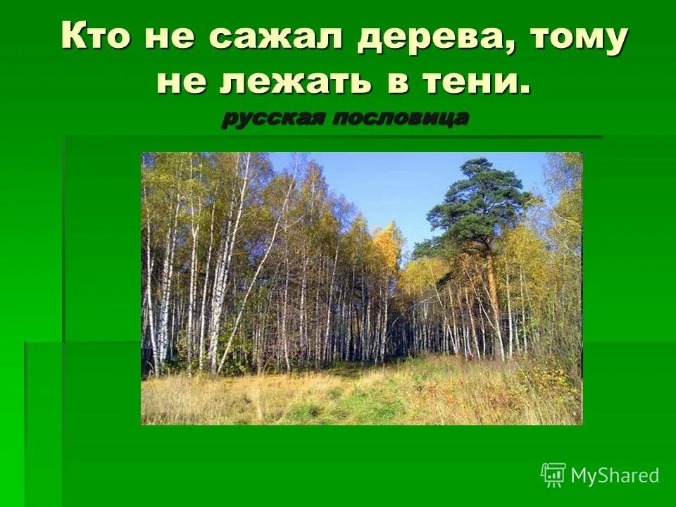 Дерево зимой и летом. Дерево под ветром. Экология пейзаж. Память остается в деревьях. Посади дерево пословицы.