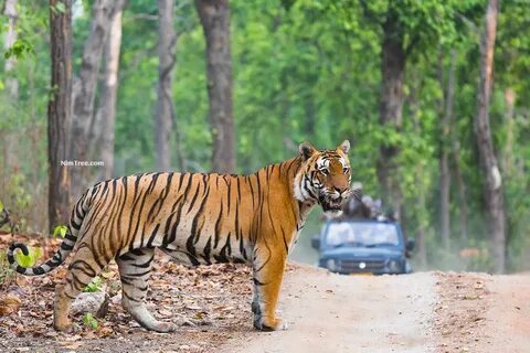 Indian tiger