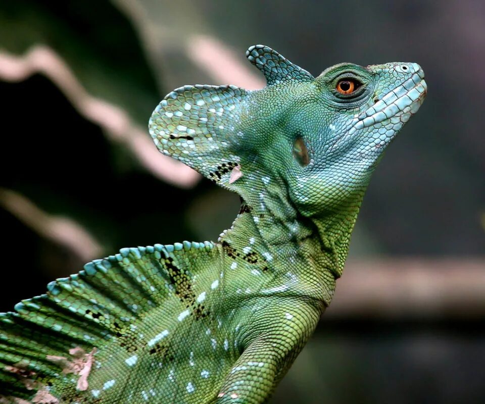 Шлемоносный василиск - ящерица иисус христос. Василиск животное. Василиск животное. Василиск шлемоносный. Василиск шлемоносный.