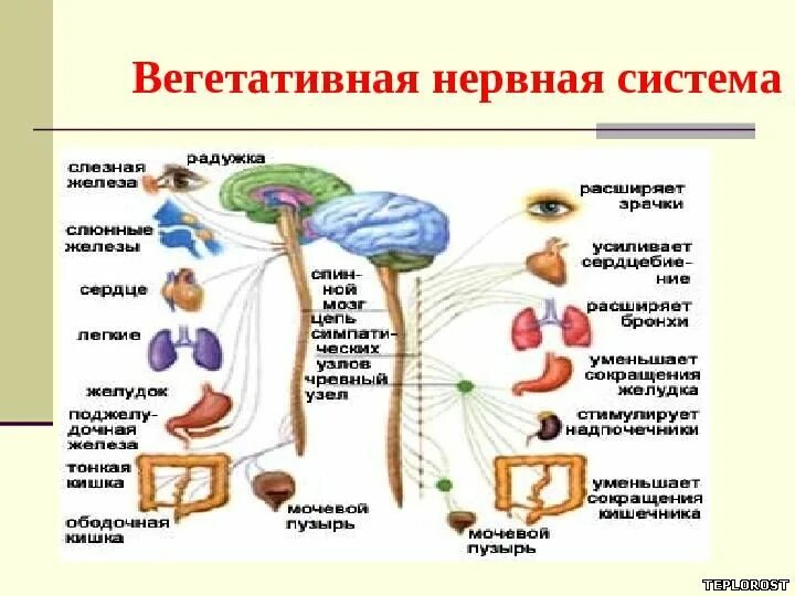 Вегетативная нервная система зрачок. Биология 8 класс вегетативная система. Презентация вегетативная нервная система 9 класс пасечник. Вегетативная нервная система физиология. Презентация вегетативная нервная система 9 класс пасечник.