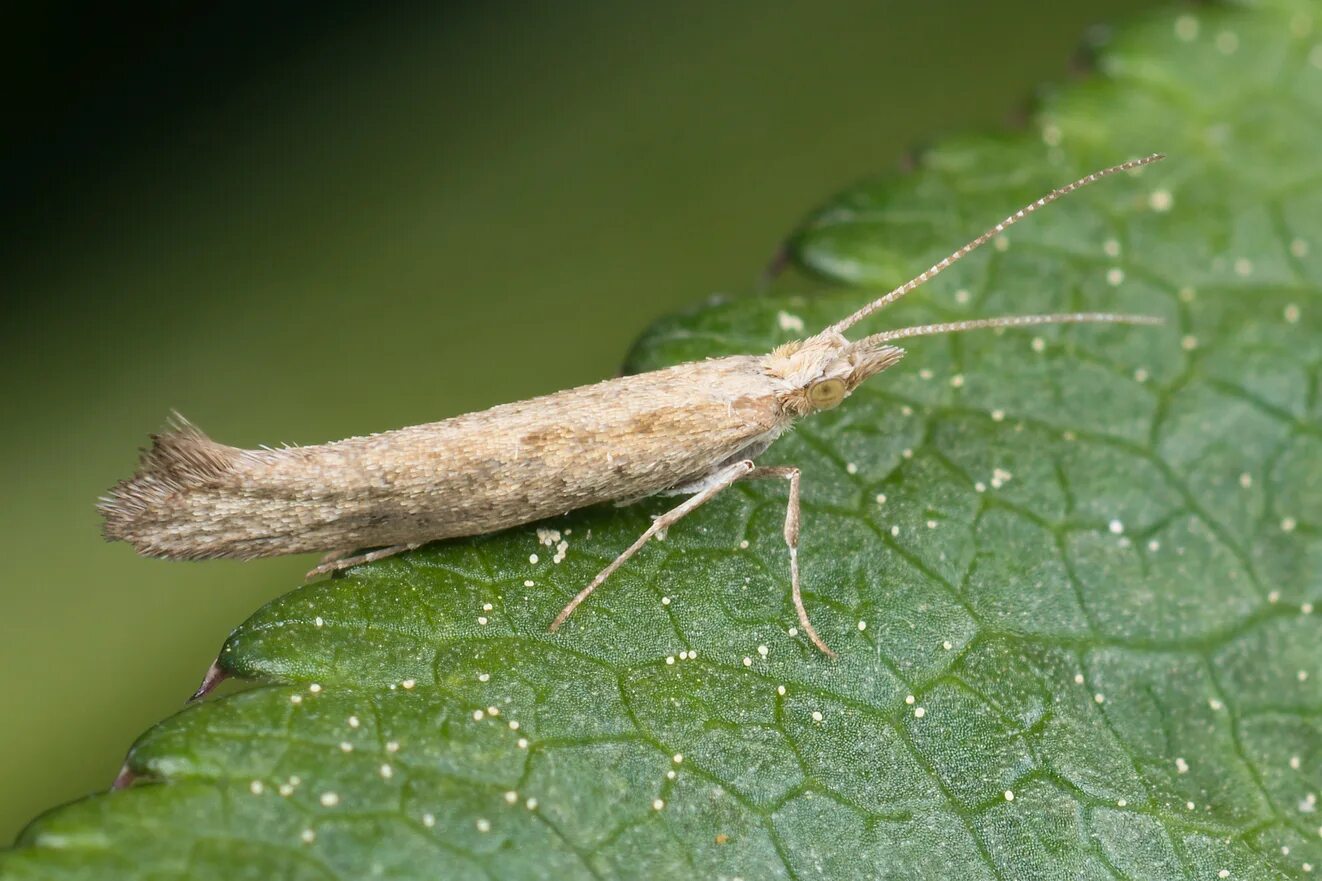 Plutella xylostella капустная моль. Капустная моль Имаго. Капустная моль Plutella maculipennis Curt. Капустная моль бабочка. Капустная моль