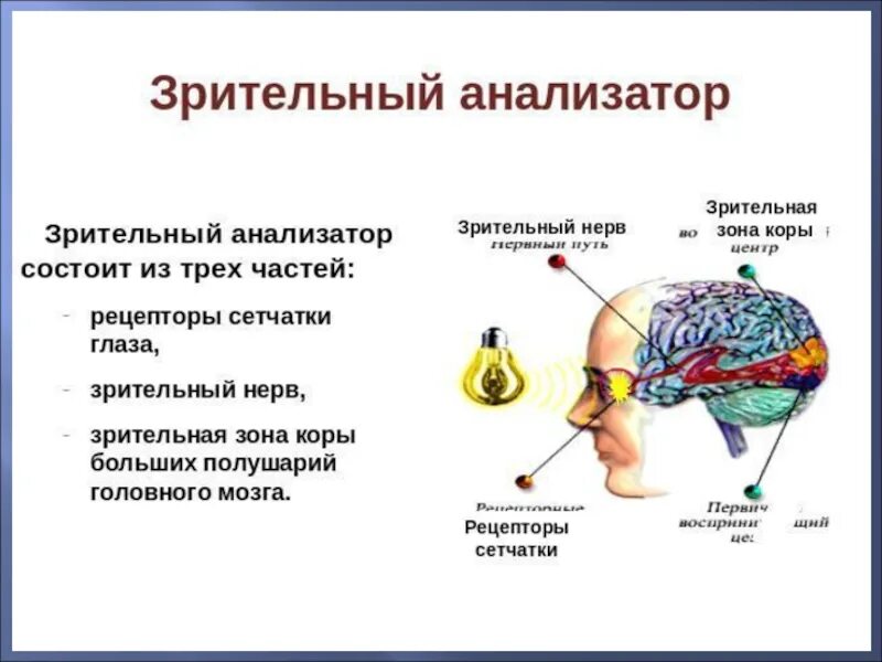 Строение зрительного и слухового анализатора. Строение зрительного анализатора биология 8 класс. Схема зрительного и слухового анализаторов. Строение зрительного анализатора человека 8 класс биология.