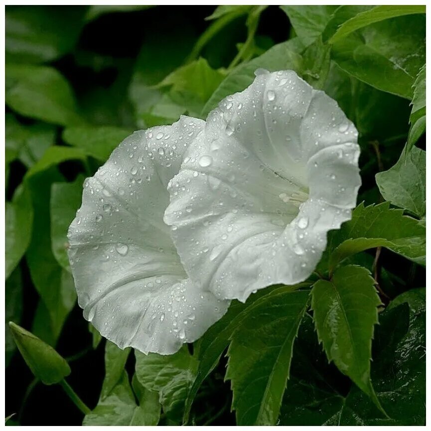 белый вьюнок. вьюн белый. ). ипомея луноцвет. белый вьюнок.