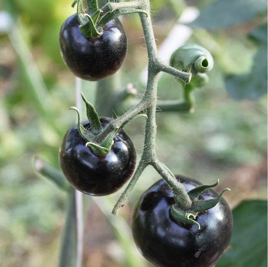 Лучшие черные томаты. Томат черная гроздь f1. Черные черри сорта. Помидоры черри черные сорта. Томат черри черный f1.