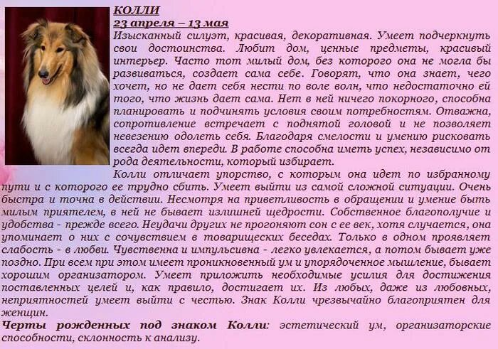 собака гороскоп. дева в год собаки мужчина характеристика. собака дева мужчина характеристика. собака гороскоп. гороскоп собак водолей.