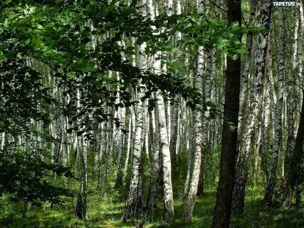 Хвойно березовый лес