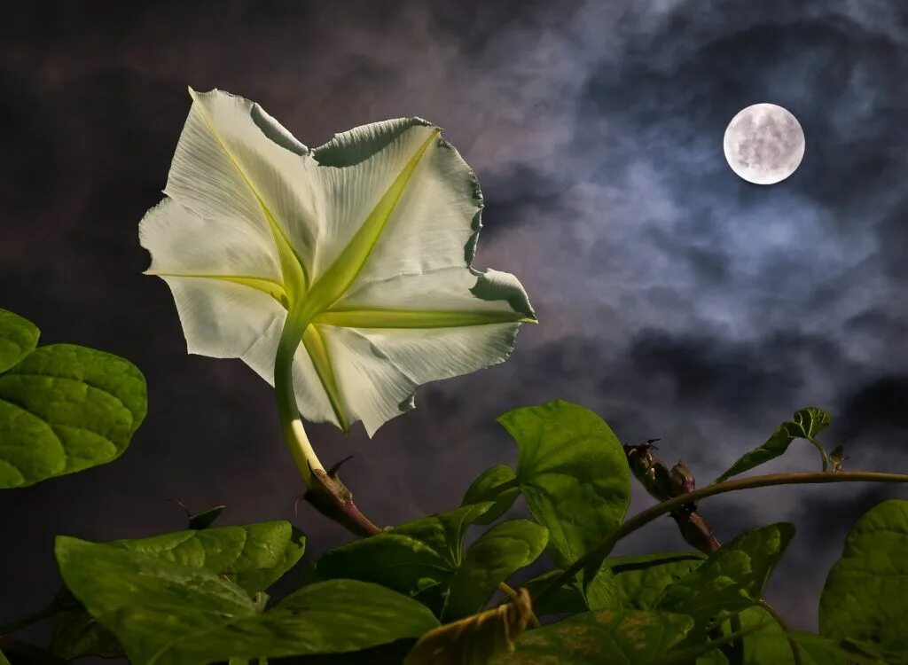 Лунные растения. Moonflower цветок. лунных цветов (ipomoea alba). луна и белый цветок. moonlight растения.