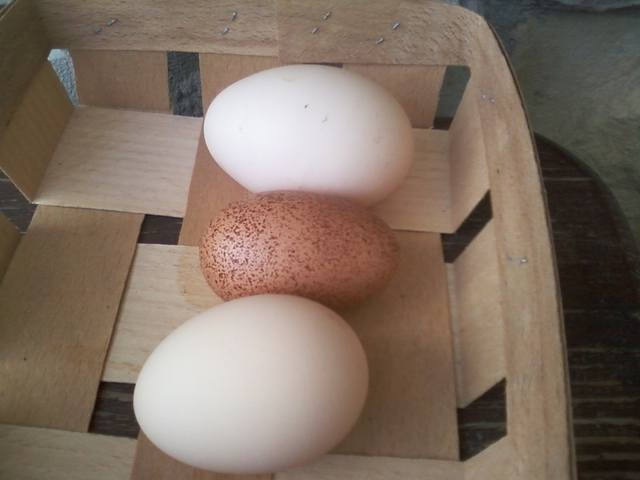 Кура несущая крупные яйца. Двухжелтковые яйца порода кур. Куры несущие пасхальные яйца. Крапчатые куриные яйца.