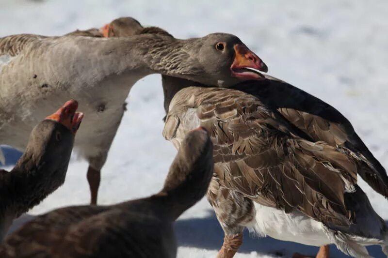 гусиные бои 19 век нижний новгород. гусь из игры untitled goose. игра симуляция гуся. гусь untitled goose. симулятор гуся.