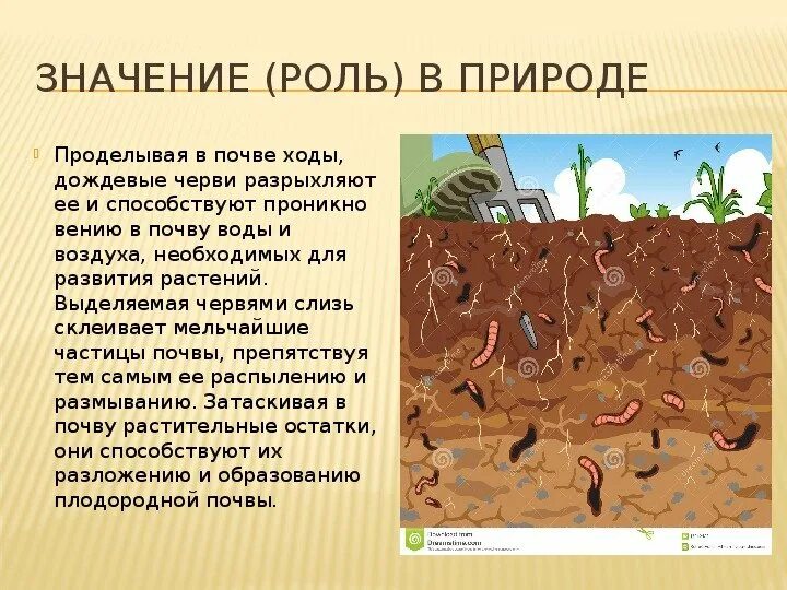 Конспект урока почвенная среда. Доклад о дождевых червях. Презентация про червей дождевых. Презентация на тему дождевой червь для детей.