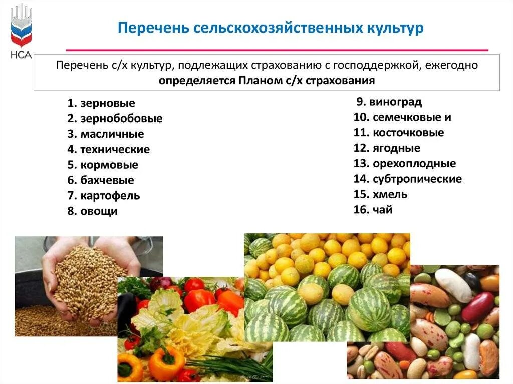 К техническим культурам относятся растения. Сельскохозяйственные культуры список. сельскохозяйственные растения. культуры сельского хозяйства список. сельскохозяйственные культуры россии список.