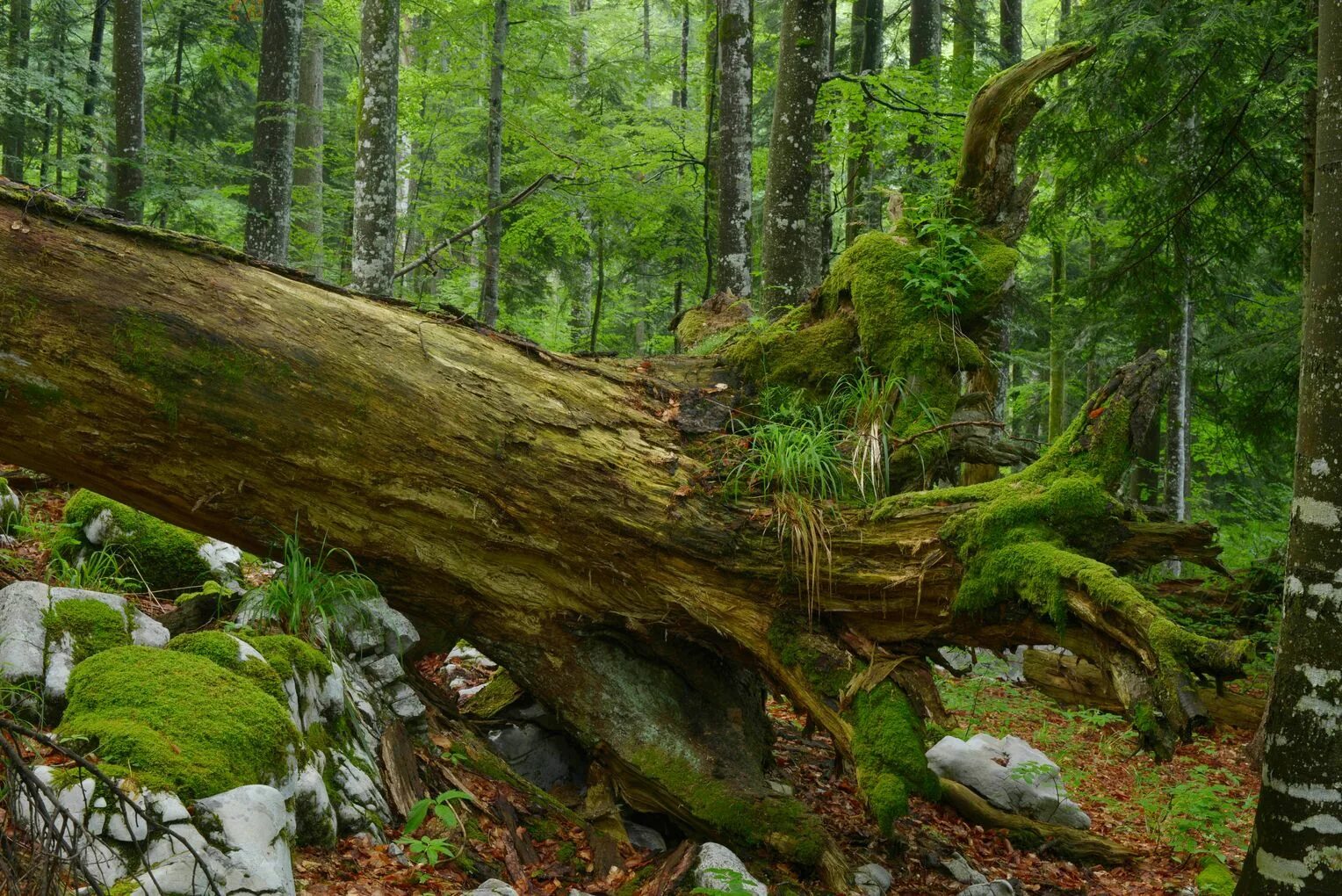 Бор роща чаща. Вековые леса. Virgin forest. Virgin forest. Лесной массив.
