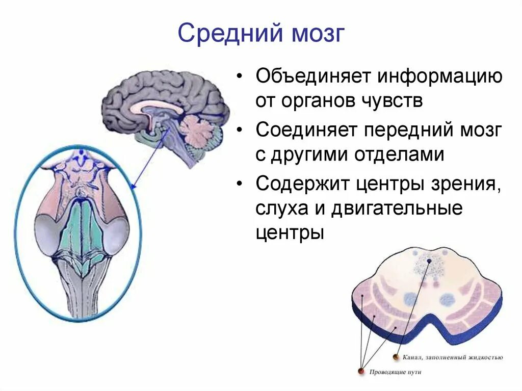 Средний мозг включает в себя