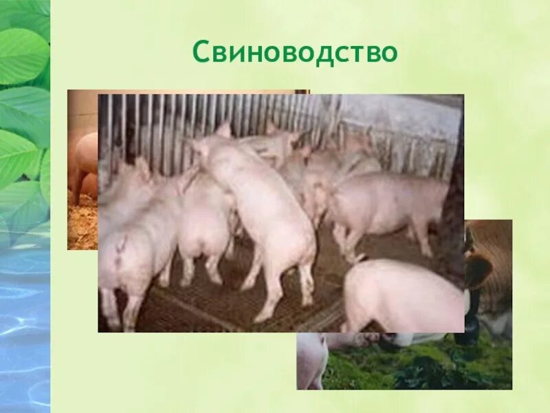 Животноводство родного края. Животноводство родного края. Животноводство родного края. Презентация на тему скотоводство. Животноводство родного края.