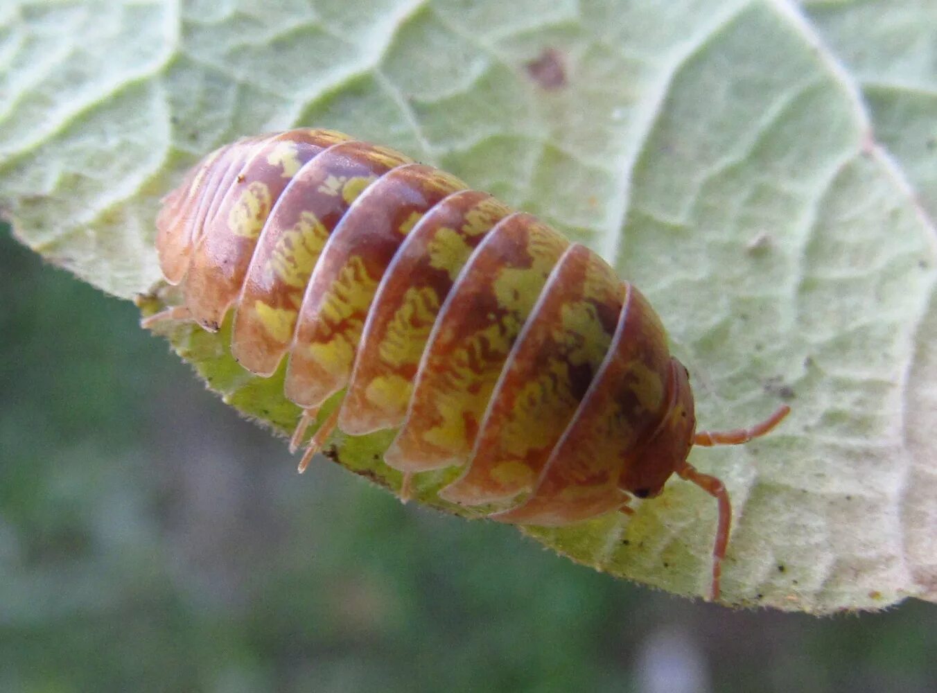 Мокрица классический представитель вредителей. Мокрицы armadillidium vulgare. мокрица кожеед. мокрица шероховатая (porcellio scaber). таракан мокрица.