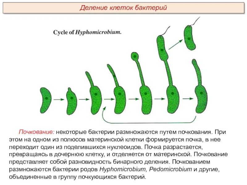 Деление бактерий размножение. Размножение бактерий почкованием схема. Размножение прокариотической клетки. Почкование клеток бактерий.