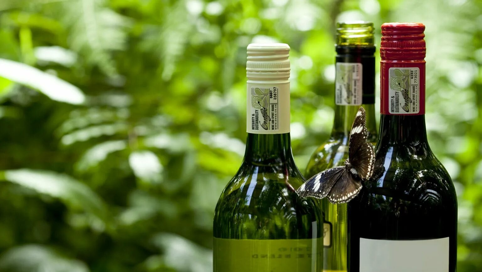 Симонсиг шенен блан юар. Вино белое юар коломбар. Вино юар белое. 75 л. Вино cape diamond wines cape elephant shiraz 0.