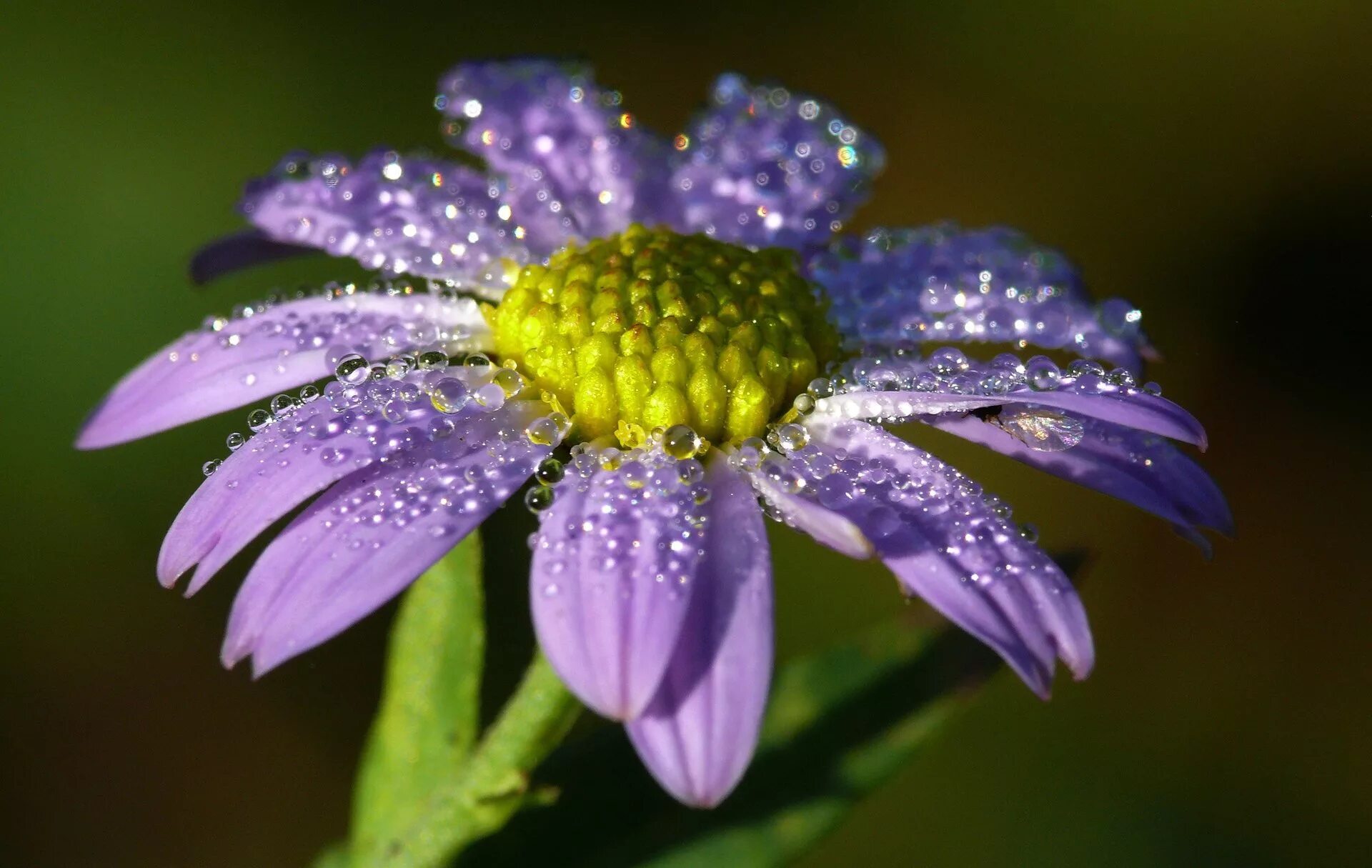 I a beautiful flower. Цветы Макросъемка. Цветы в росе. Красивые макрофотографии цветов. Капелька на цветке.