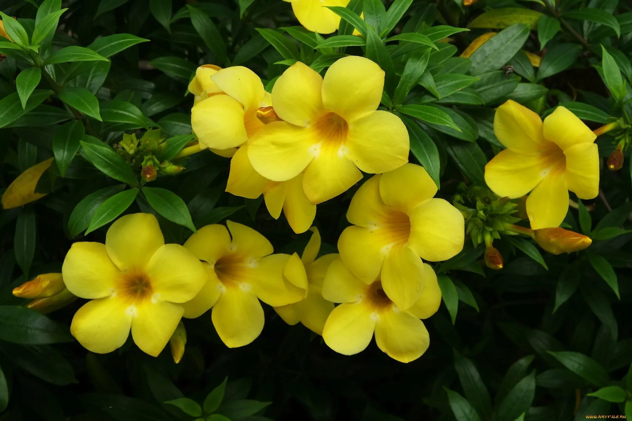 Желтый комнатный цветок название. Allamanda neriifolia. Алламанда слабительная. Алламанда олеандролистная.