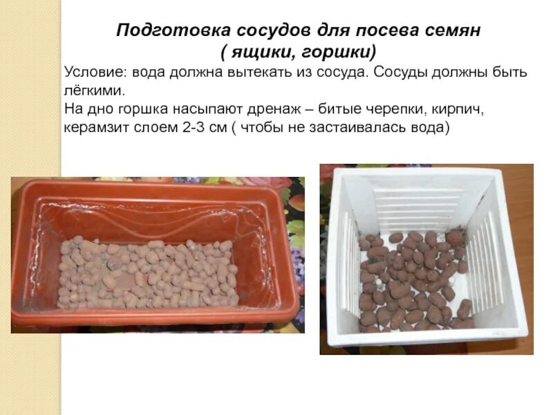 Посев семян определение. Посев семян определение