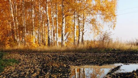 Осень в этом году была поздняя