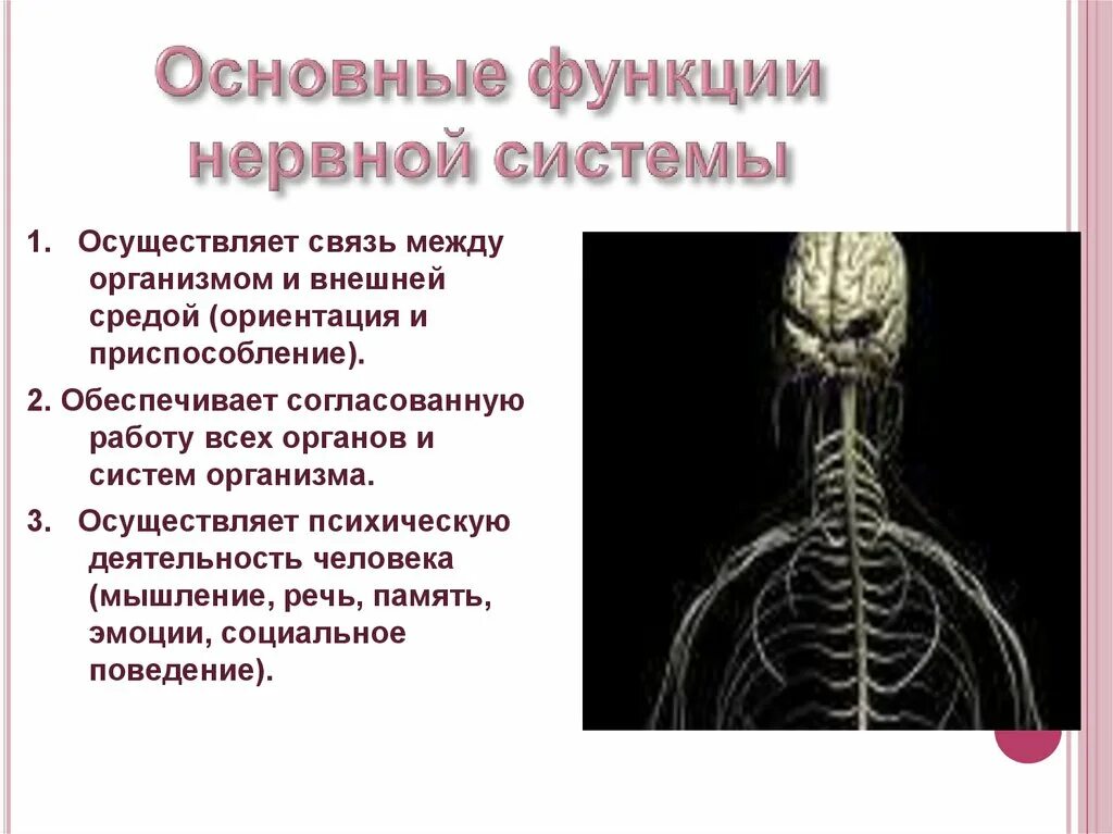 1 функции нервов. Нервная система. Нервная система человека. Важнейшие функции нервной системы. Сообщение о нервной системе.
