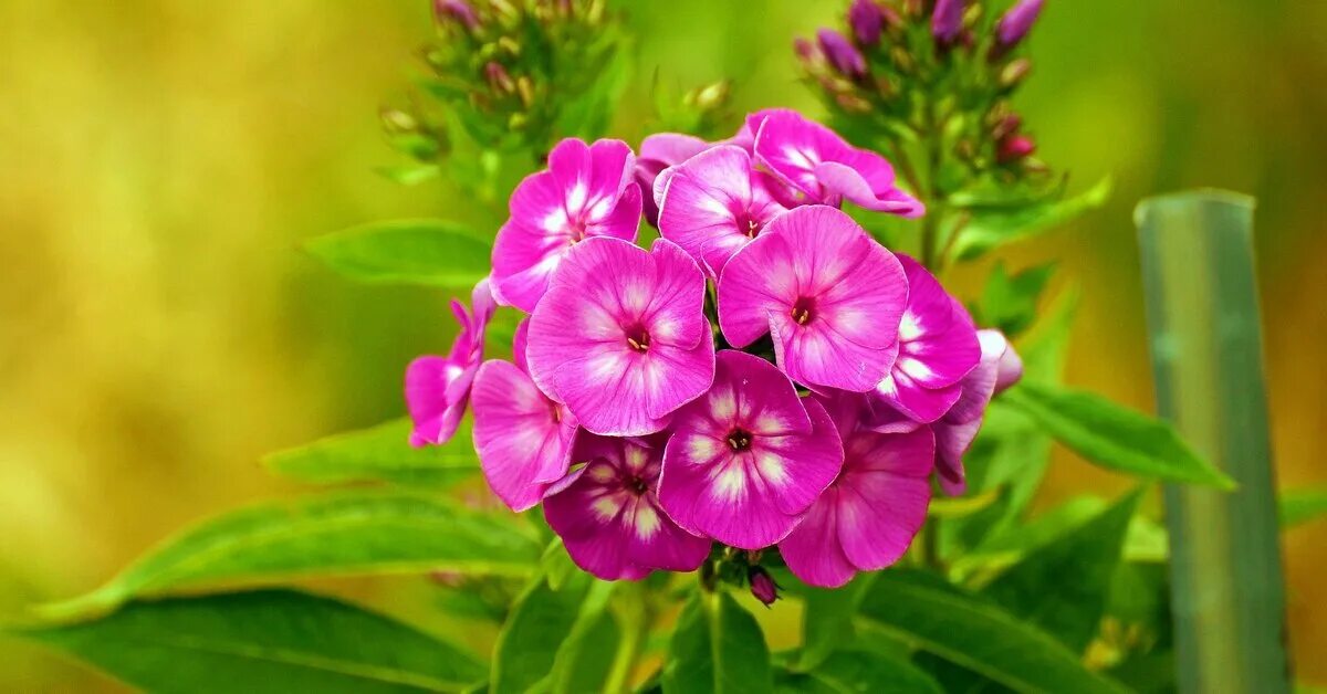 Флокс метельчатый 'фламенко'. Fhlox. Флоксы когда цветут. Флоксы когда цветут. Флоксы метельчатые многолетние.