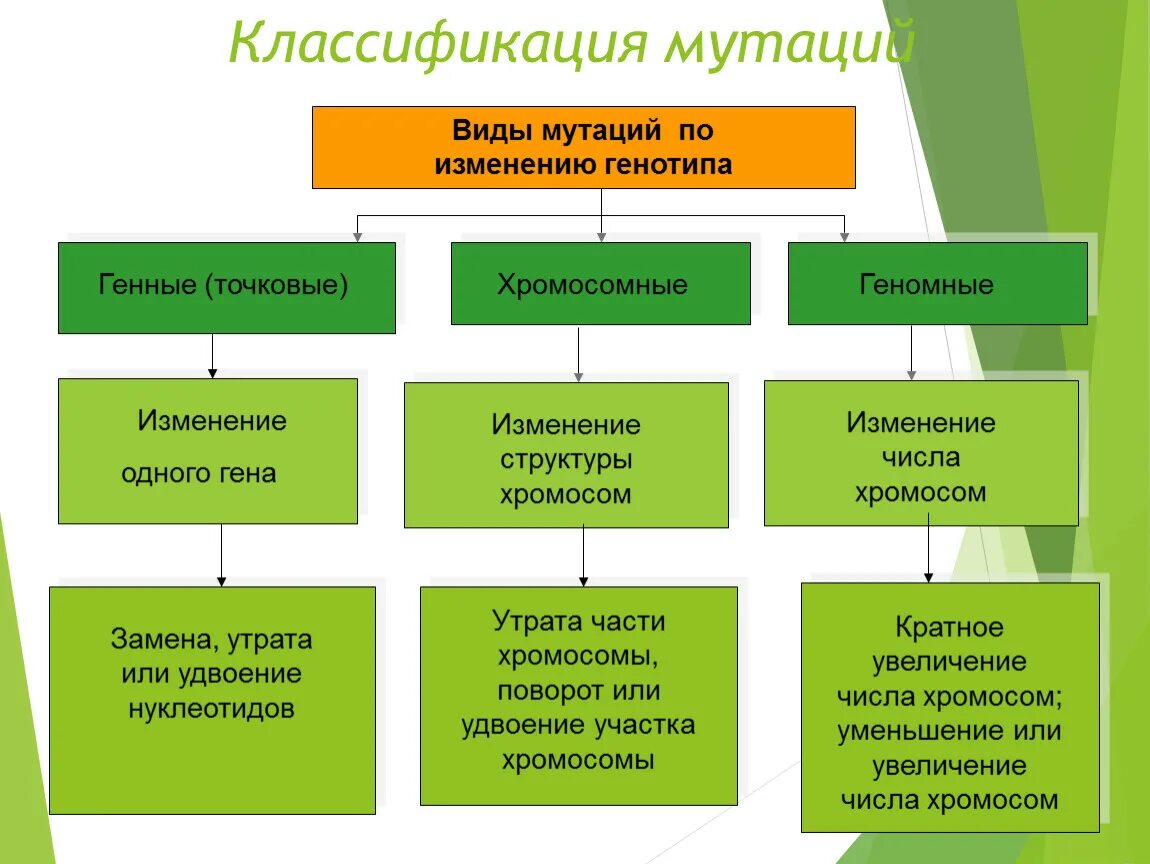 Мутационная изменчивость возникает. Типы мутационной изменчивости. Классификация мутаций схема. Классификация мутаций генные хромосомные геномные. Мутации классификация мутаций.