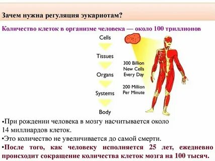 Дольше тел 3