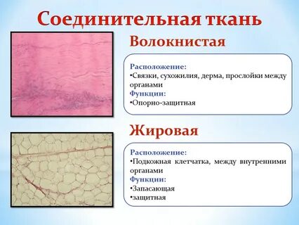 Рыхлая и плотная соединительная