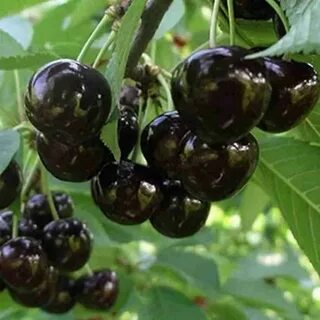 Сорт вишни ленинградская